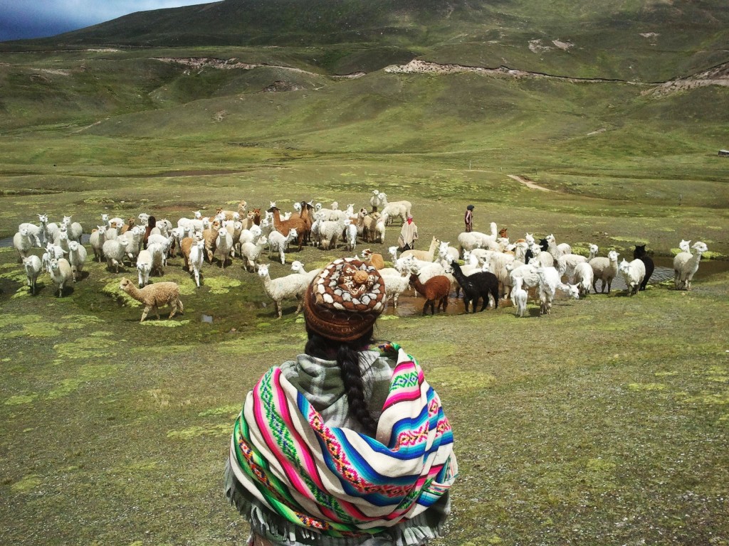 Alpaca Cusco