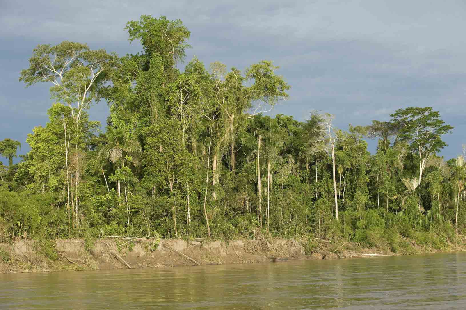 Bosque